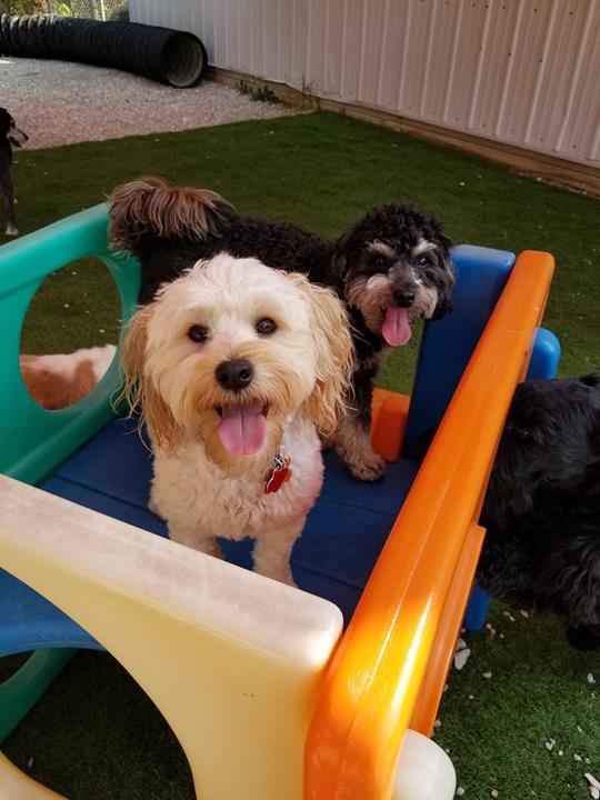 Bark & Play Daycare & Suites, L.L.C. Pet Boarding West Burlington, IA